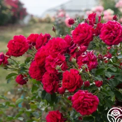 Heirloom Roses Courageous™ Discount