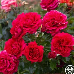 Heirloom Roses Courageous™ Discount