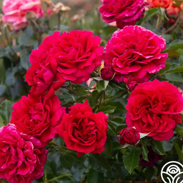 Heirloom Roses Courageous™ Discount
