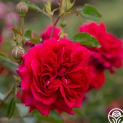 Heirloom Roses Courageous™ Discount