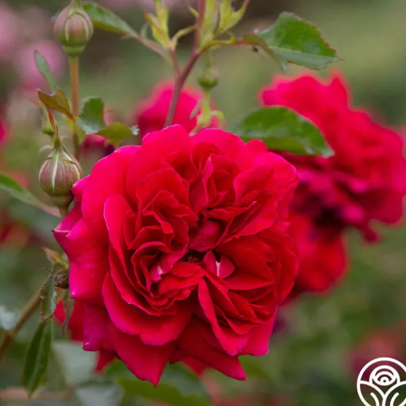 Heirloom Roses Courageous™ Discount