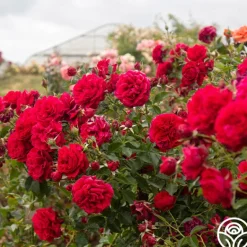 Heirloom Roses Courageous™ Discount