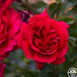 Heirloom Roses Courageous™ Discount