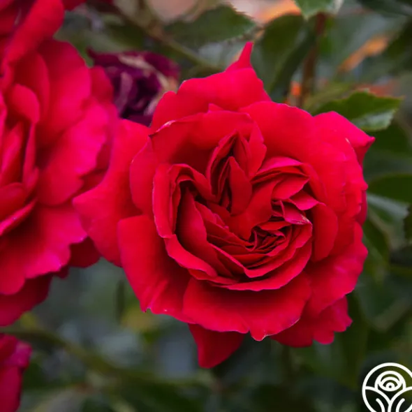 Heirloom Roses Courageous™ Discount