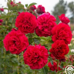 Heirloom Roses Courageous™ Discount
