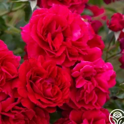 Heirloom Roses Courageous™ Discount