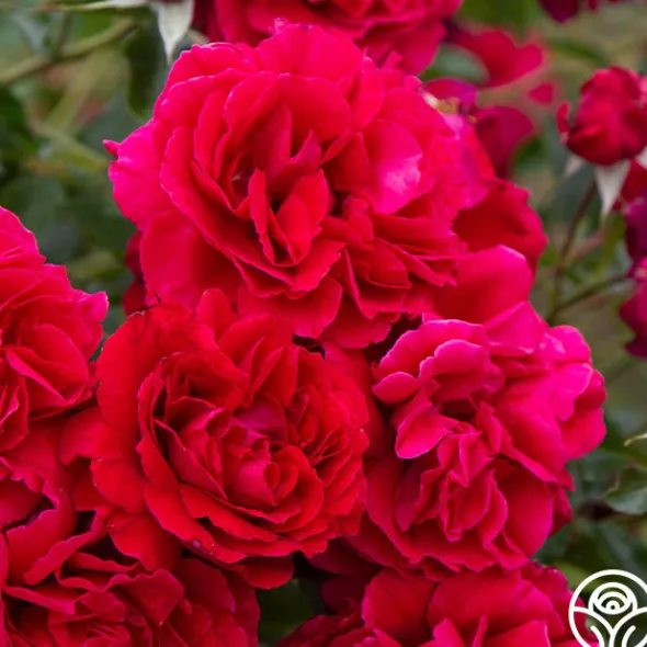 Heirloom Roses Courageous™ Discount