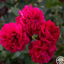 Heirloom Roses Courageous™ Discount