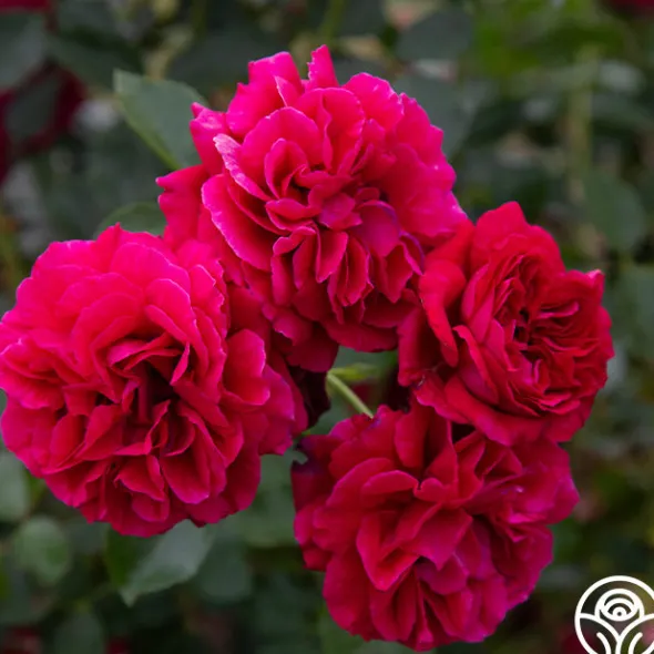 Heirloom Roses Courageous™ Discount