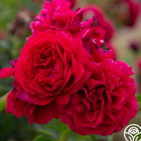Heirloom Roses Courageous™ Discount