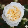 Heirloom Roses Cream Abundance™ Discount