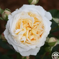 Heirloom Roses Cream Abundance™ Discount