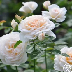 Heirloom Roses Cream Abundance™ Discount