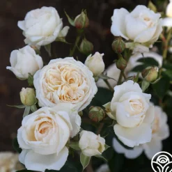 Heirloom Roses Cream Abundance™ Discount