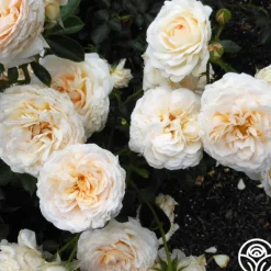 Heirloom Roses Cream Abundance™ Discount