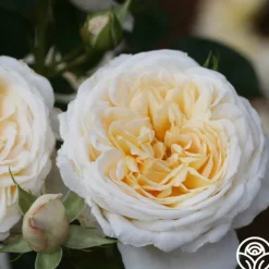 Heirloom Roses Cream Abundance™ Discount