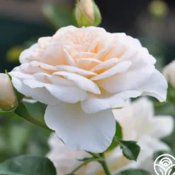 Heirloom Roses Cream Abundance™ Discount