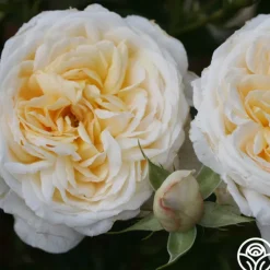 Heirloom Roses Cream Abundance™ Discount