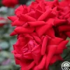Heirloom Roses Crimson Bouquet™ Clearance