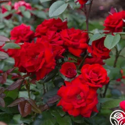 Heirloom Roses Crimson Bouquet™ Clearance