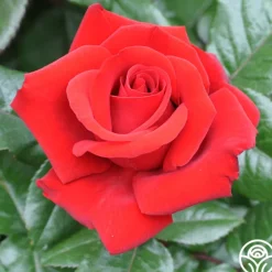 Heirloom Roses Crimson Bouquet™ Clearance