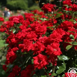 Heirloom Roses Crimson Bouquet™ Clearance