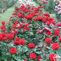 Heirloom Roses Crimson Bouquet™ Clearance