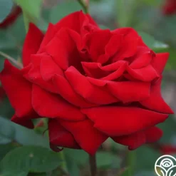 Heirloom Roses Crimson Bouquet™ Clearance