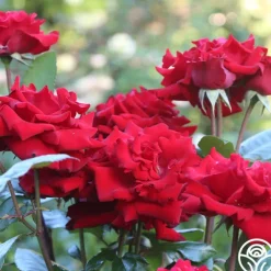 Heirloom Roses Crimson Bouquet™ Clearance