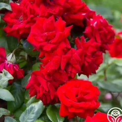 Heirloom Roses Crimson Bouquet™ Clearance