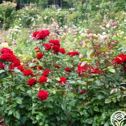 Heirloom Roses Crimson Bouquet™ Clearance