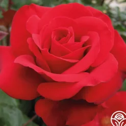 Heirloom Roses Crimson Bouquet™ Clearance