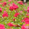 Heirloom Roses Crimson Floorshow Online