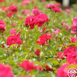 Heirloom Roses Crimson Floorshow Online