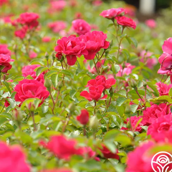 Heirloom Roses Crimson Floorshow Online