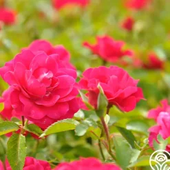 Heirloom Roses Crimson Floorshow Online