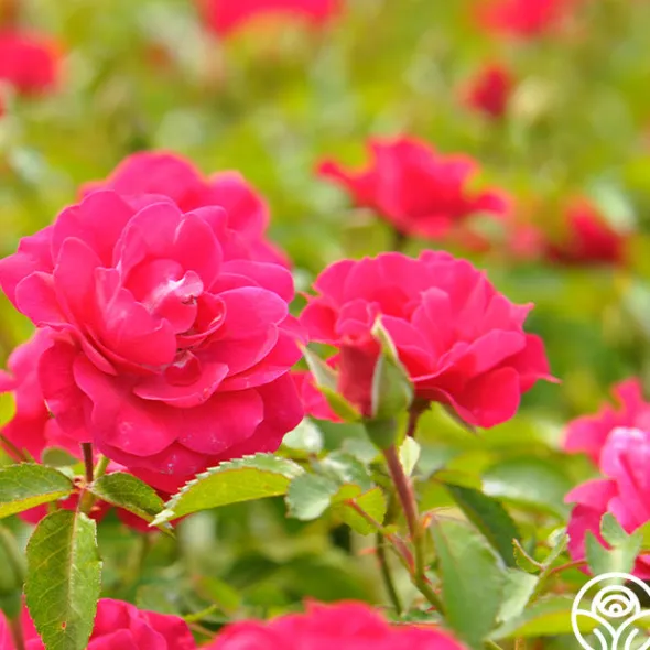 Heirloom Roses Crimson Floorshow Online