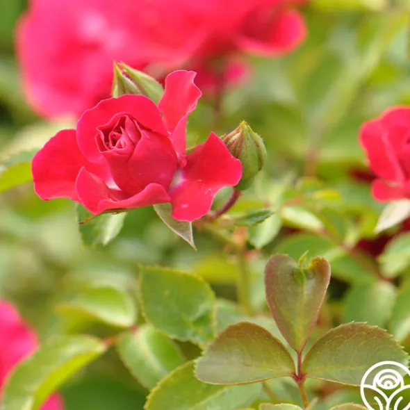 Heirloom Roses Crimson Floorshow Online