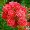 Heirloom Roses Crimson Rambler Clearance