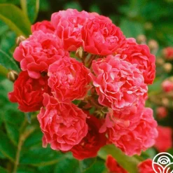 Heirloom Roses Crimson Rambler Clearance