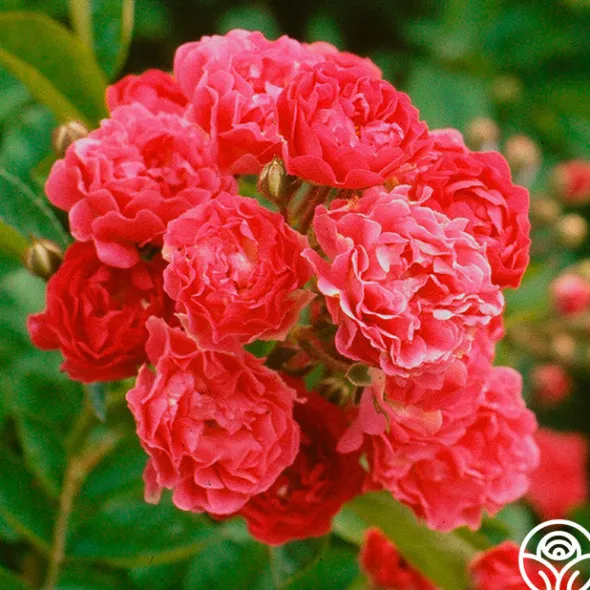 Heirloom Roses Crimson Rambler Clearance