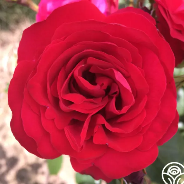 Heirloom Roses Crimson Sky