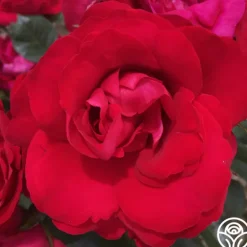 Heirloom Roses Crimson Sky
