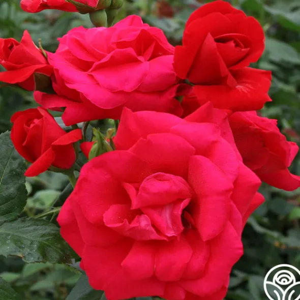Heirloom Roses Crimson Sky