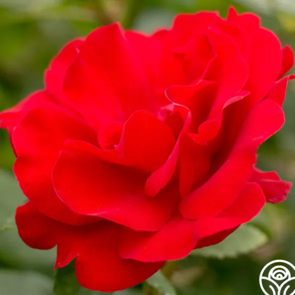 Heirloom Roses Crimson Sky