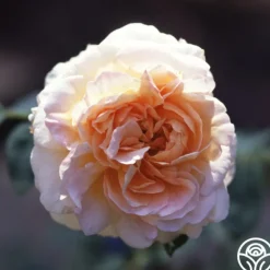 Heirloom Roses Créme de la Créme Online