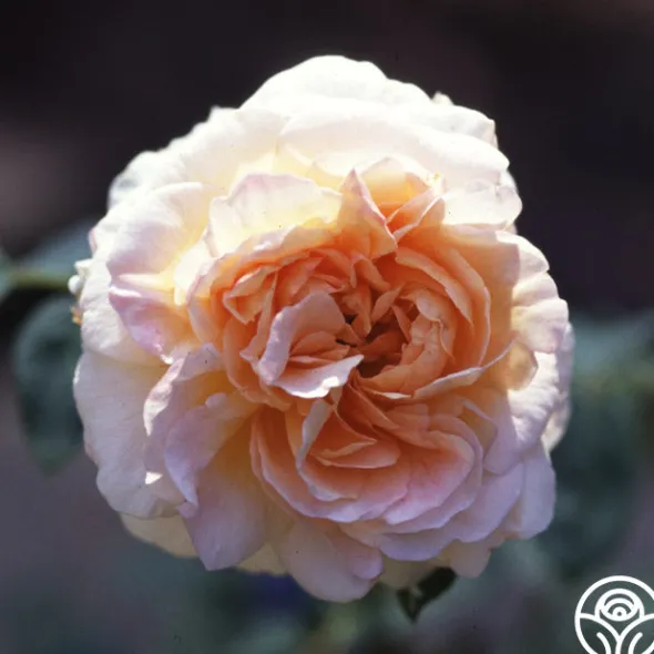 Heirloom Roses Créme de la Créme Online