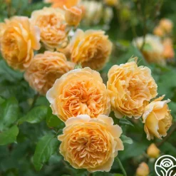 Heirloom Roses Crown Princess Margareta® Clearance