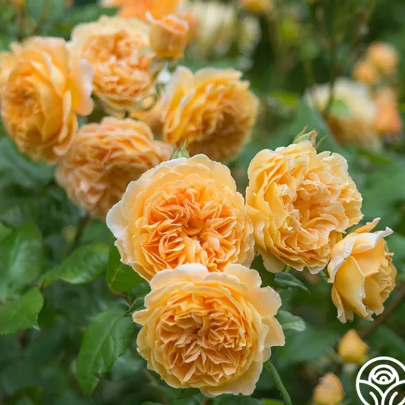 Heirloom Roses Crown Princess Margareta® Clearance
