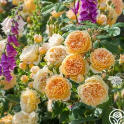 Heirloom Roses Crown Princess Margareta® Clearance